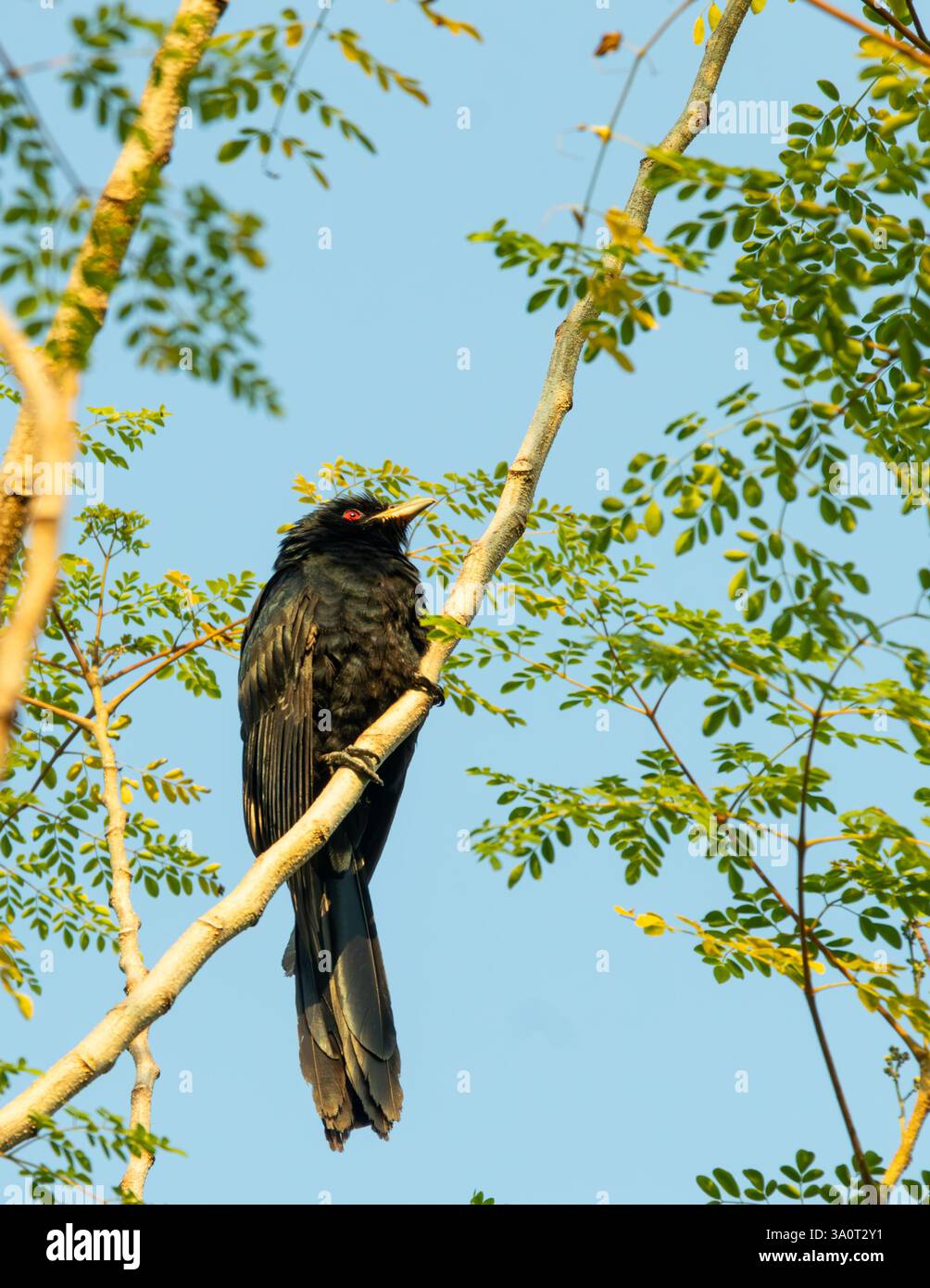 Der Kuckuckvogel sitzt auf dem Zweig des Moringa-Baumes. Der asiatische Koel Eudynamys scolopaceus ist ein großer Kuckuckvogel Stockfoto