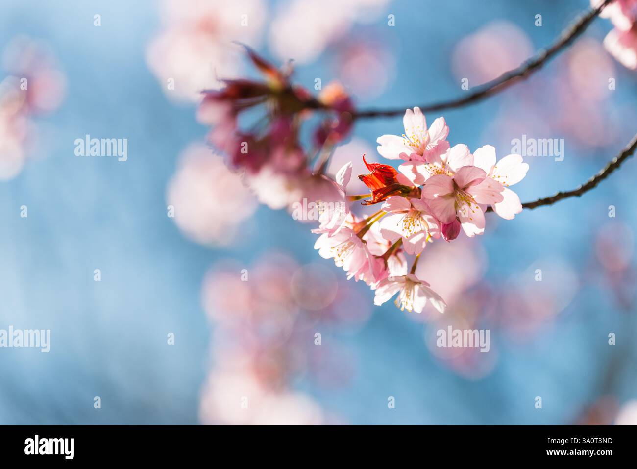 Zarte Kirschblüten blühen im Frühling Schwedens vor einem hellen, klaren blauen Himmel. Die Blüten zeigen sanfte rosa Farbtöne, die die Ankunft eines VI markieren Stockfoto