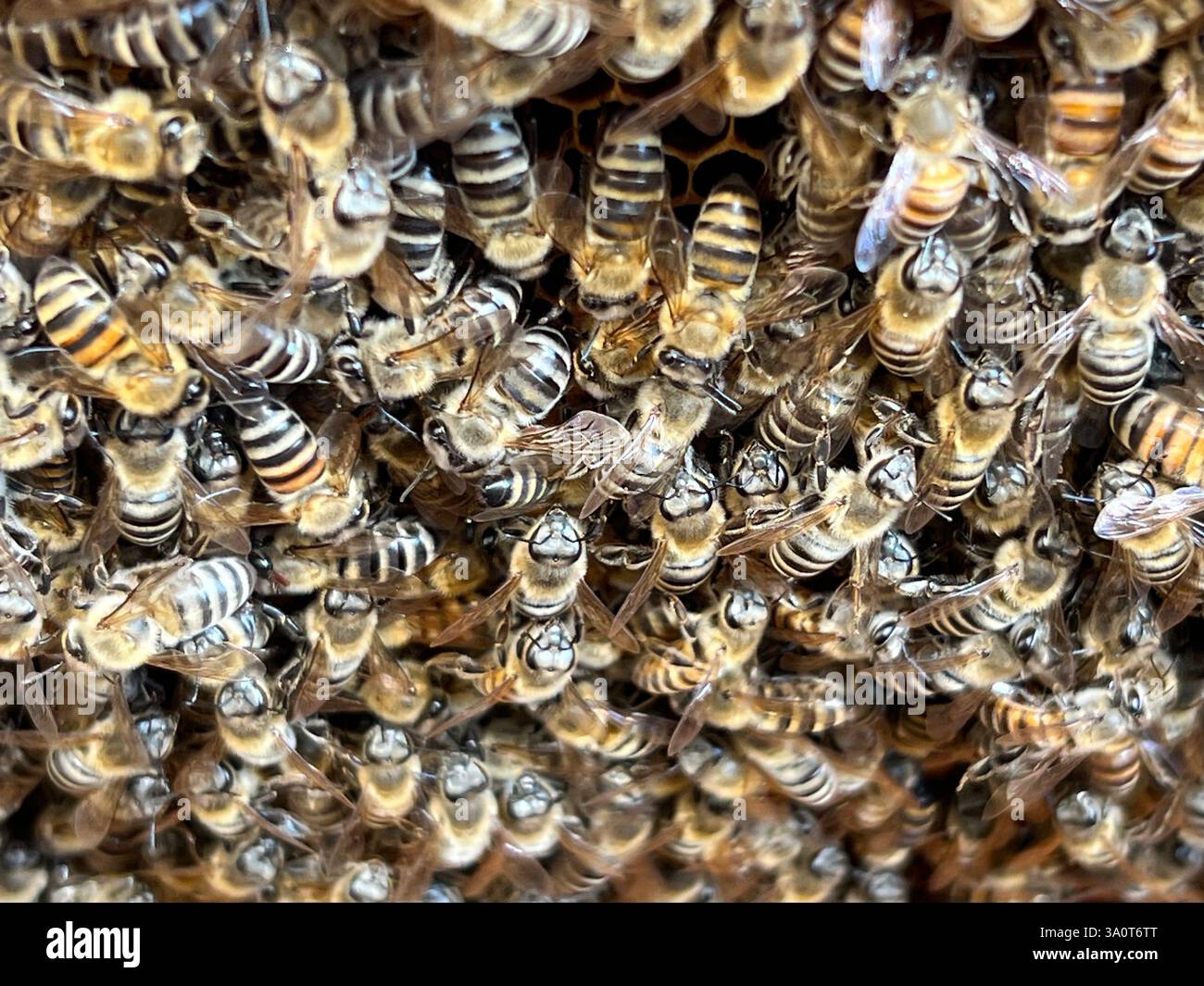 Diese faszinierende Nahaufnahme fängt einen Schwarm von Honigbienen ein, die fleißig arbeiten und ihre entscheidende Rolle in der Natur hervorheben. Stockfoto