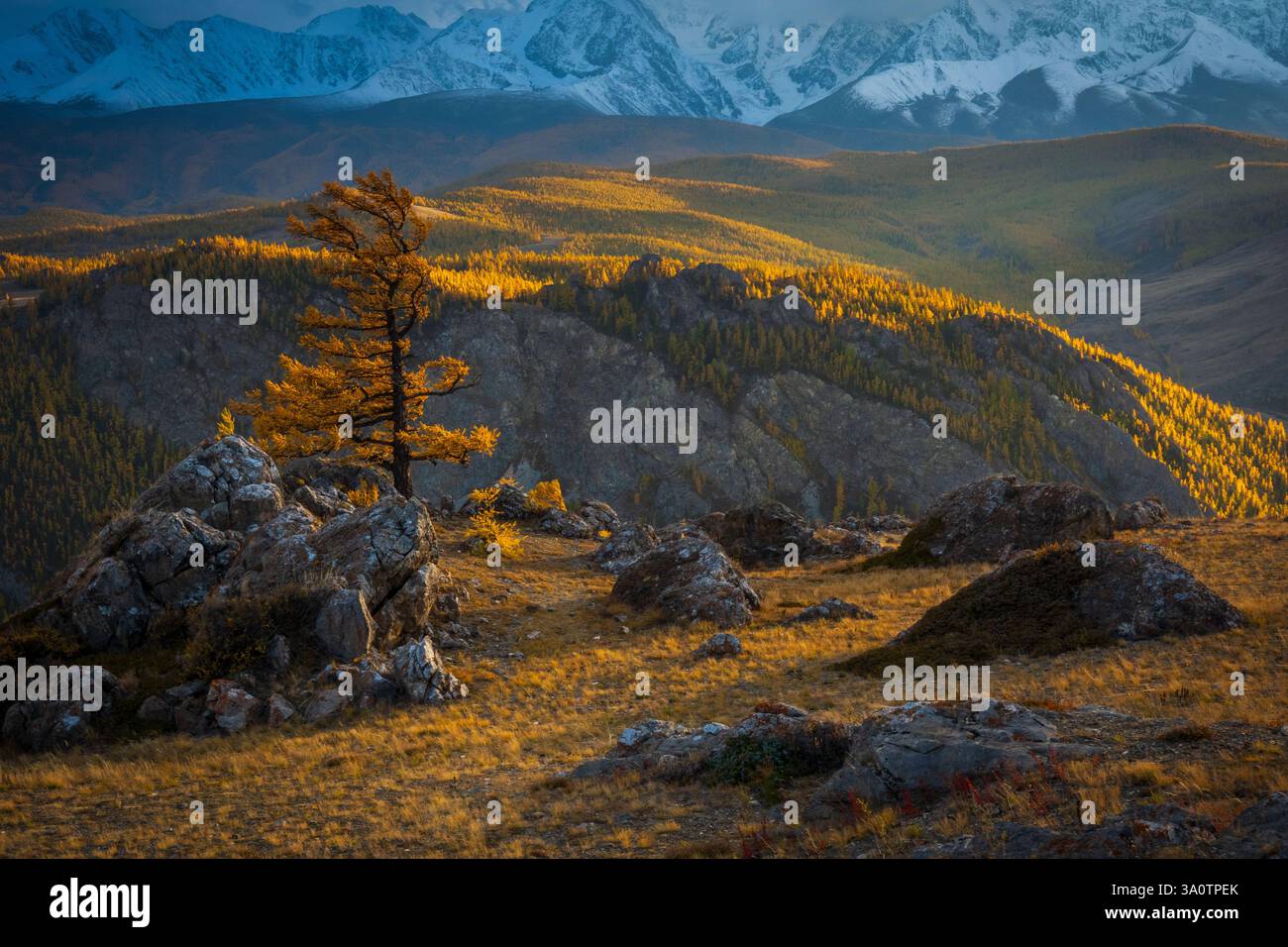 Einsamer Baum auf einem felsigen Hügel mit lebhaften Herbstfarben, malerischen Bergen und Wäldern Stockfoto