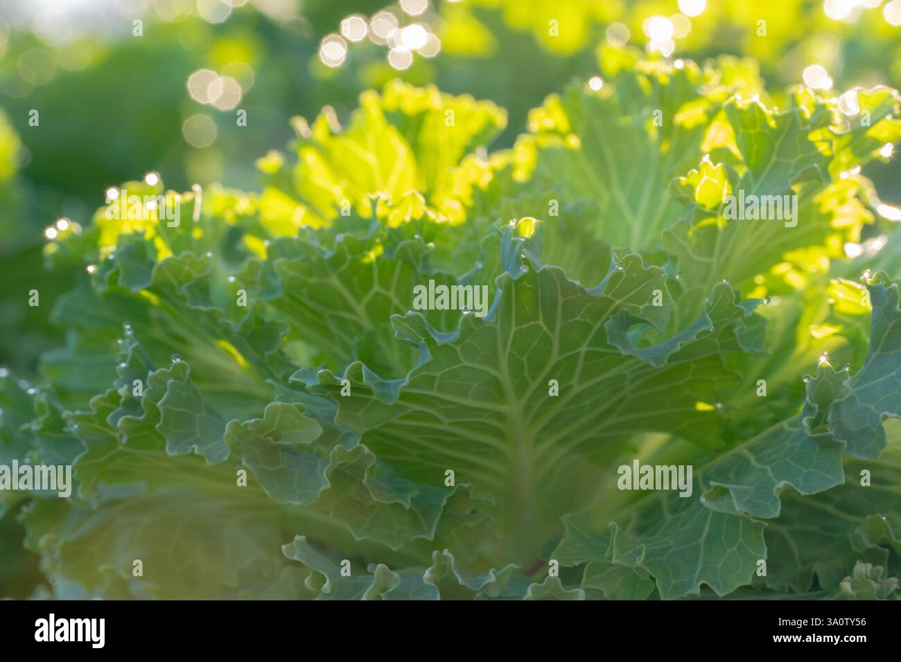 Blühender Grünkohl, Brassica oleracea, wächst in einem Wintergarten. Stockfoto