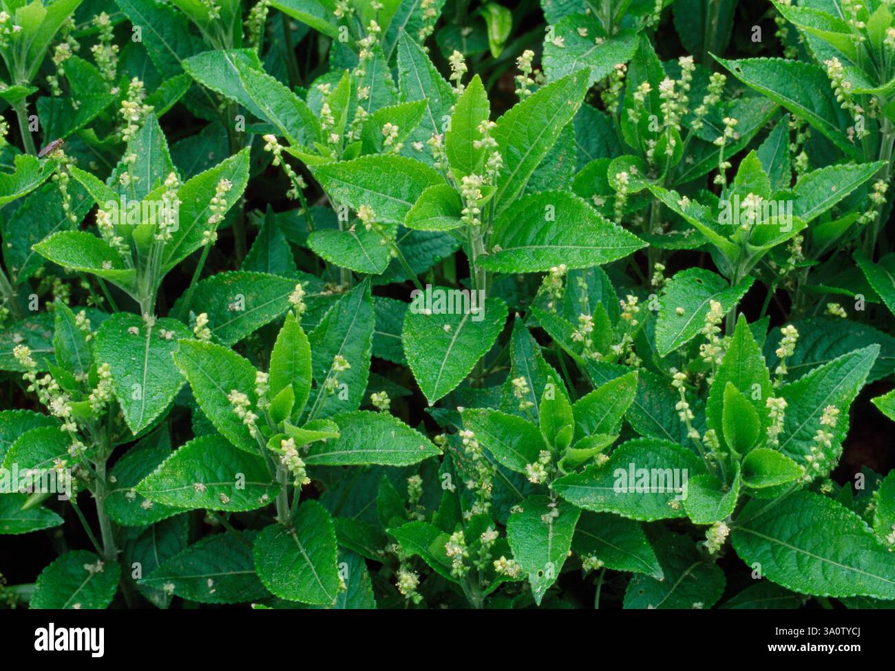 Hunde Mercury (Mercurialis perennis) blüht im Frühjahr in Laubwäldern, Berwickshire, Schottland, April Stockfoto