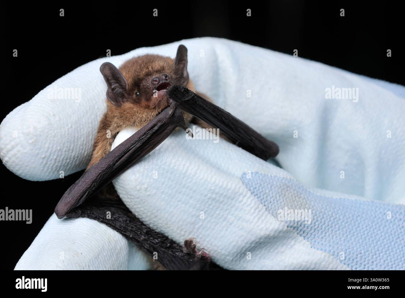 Sopranistin Pipistrelle bat (Pipistrellus pygmaeus) bei einer Demonstration zum Umgang mit Fledermaus und zum Fallen, die bei einem National Trust for Scotland Gelände stattfand. Stockfoto