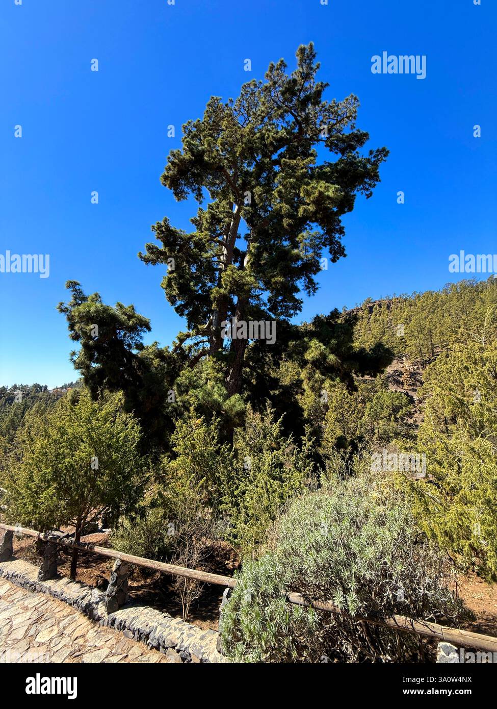 El Pino Gordo, der zweithöchste Baum Spaniens, auch als der stärkste Baum bezeichnet, im Kiefernwald an den Hängen des Teide, Teneriffa, Spanien - Smartphone-aufgenommenes Stockfoto