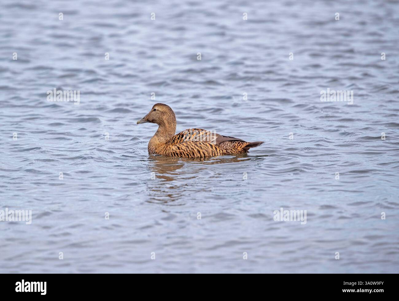 Eiderente (Somateria mollissima) Stockfoto