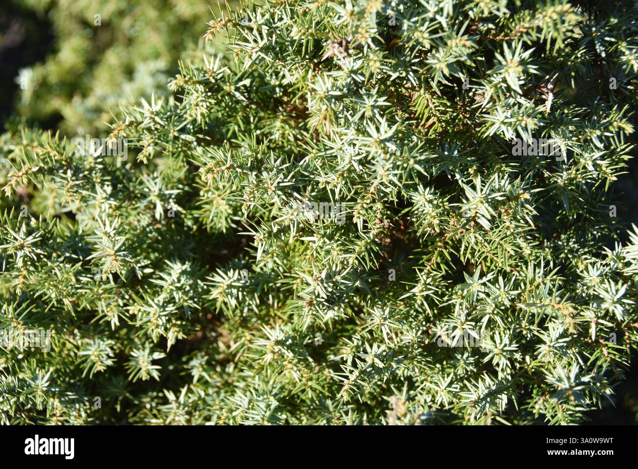 wacholder Juniperus communis grüne und weiße Nadeln Stockfoto wacholder Juniperus communis grüne und weiße Nadeln Stockfoto