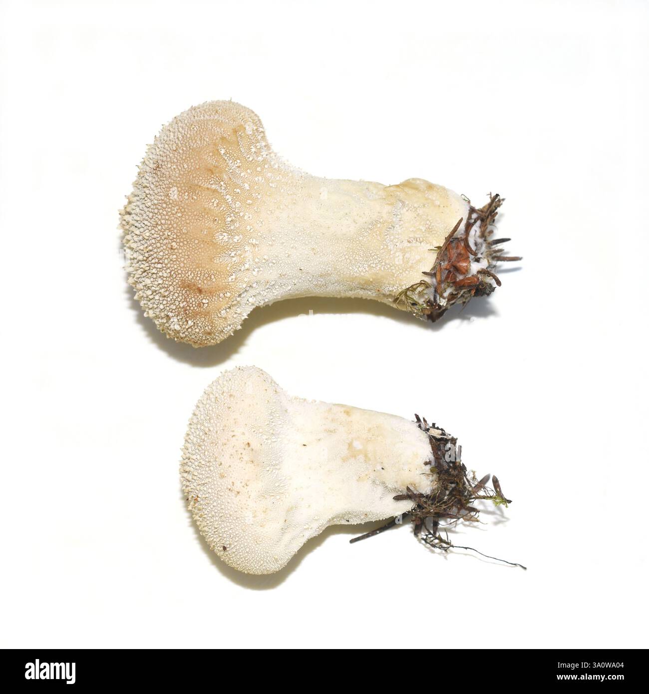 Gemeinsamer Papageipilz Lycopodium perlatum auf weißem Hintergrund Stockfoto