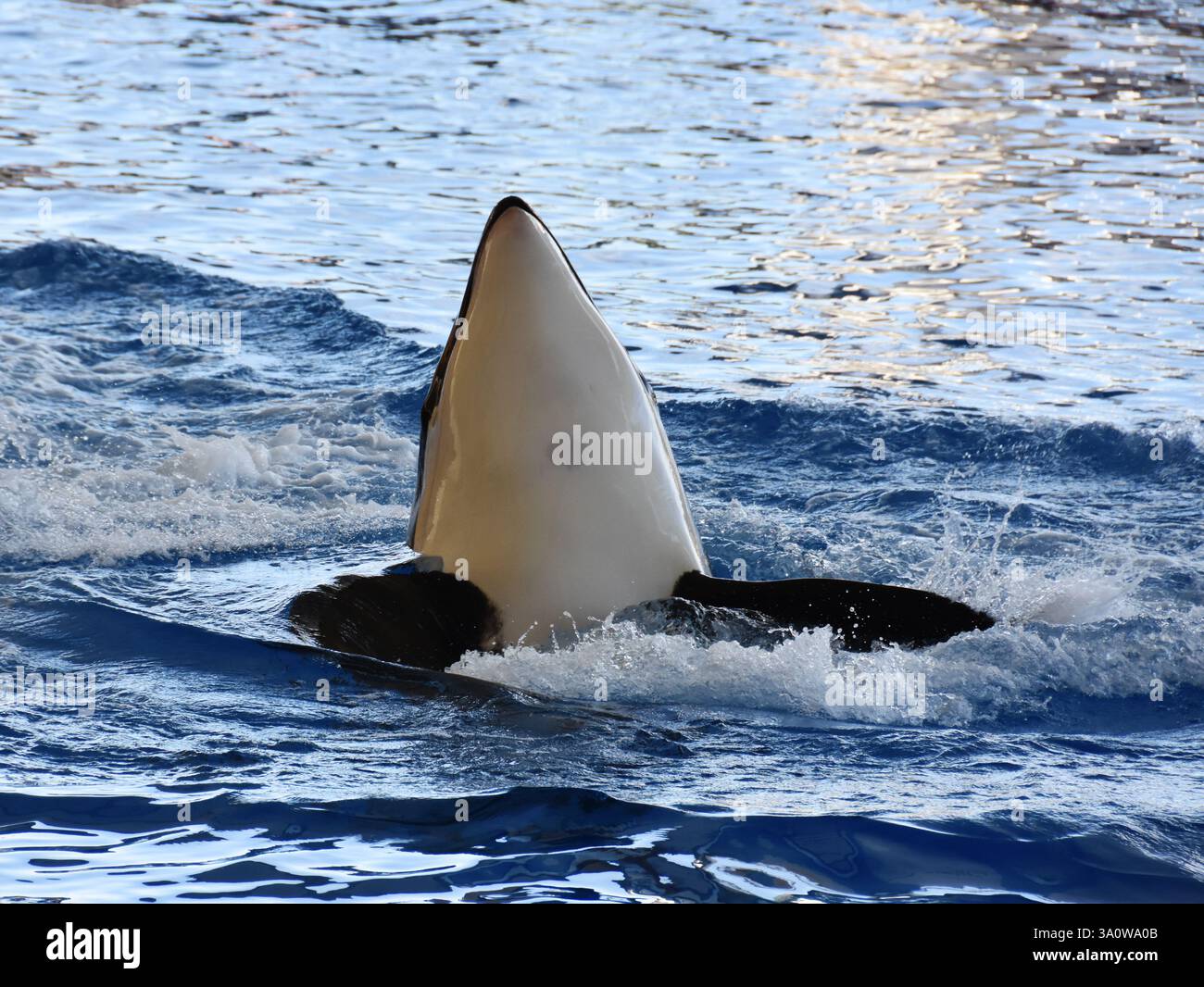 Schwarz-weißer Killerwal Orcinus Orca Kopf über Wasser Stockfoto