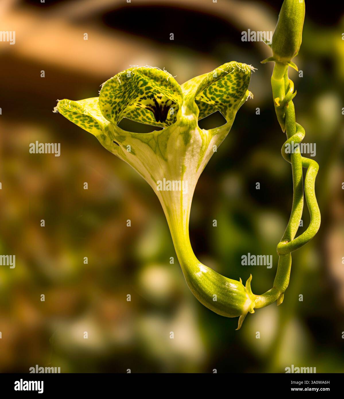 Fallschirmpflanze (Ceropegia sandersonii) Stockfoto