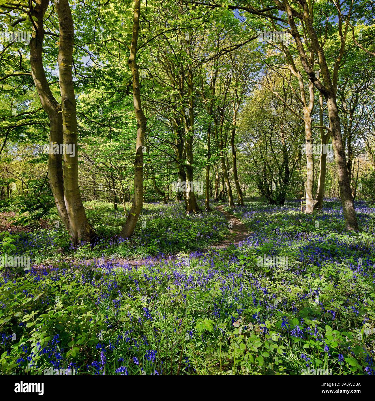 Ein Blick in der Frühlingssonne im Longacre Wood in Gateshead von reifem Wald, blauen Glocken und wildem Knoblauch (Ramson) mit Bäumen und Waldlandschaft Stockfoto
