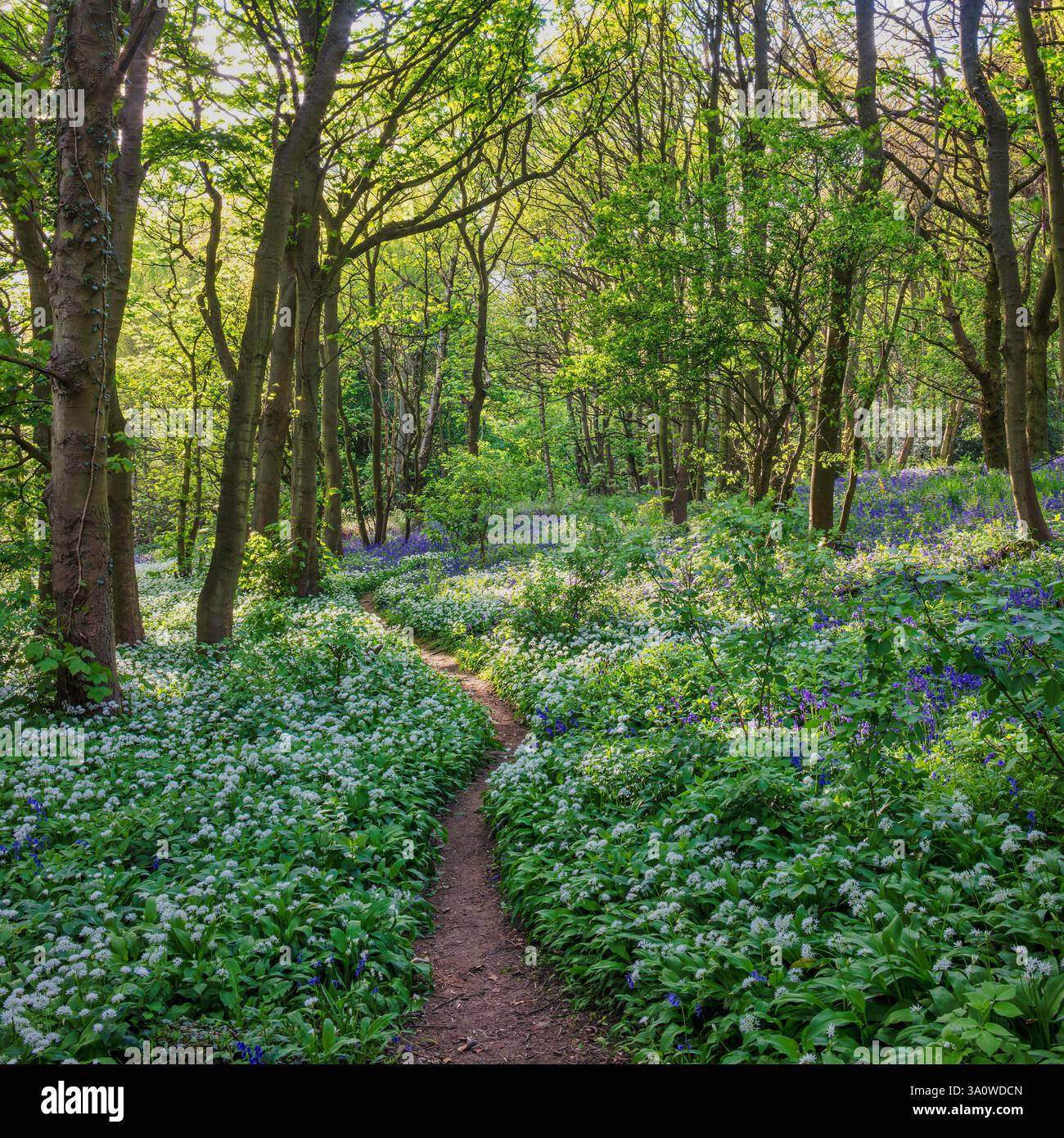 Ein Blick in der Frühlingssonne im Longacre Wood in Gateshead von reifem Wald, blauen Glocken und wildem Knoblauch (Ramson) mit Bäumen und Waldlandschaft Stockfoto