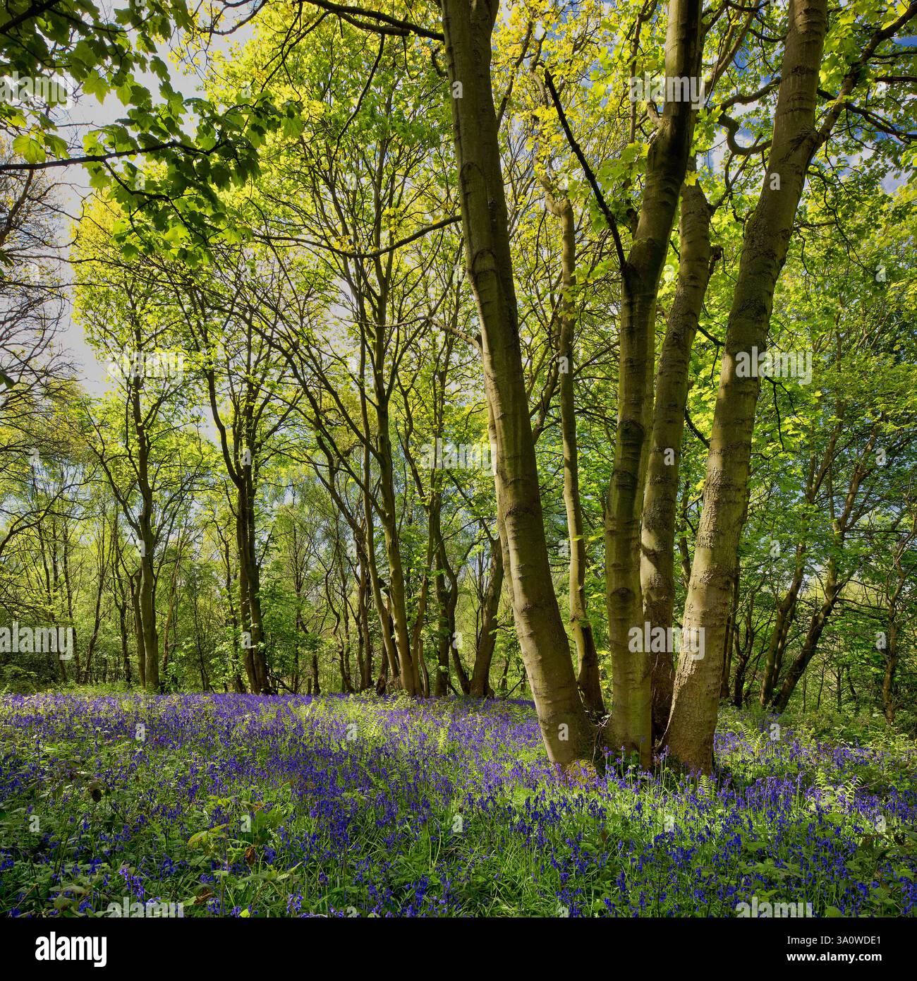 Ein Blick in der Frühlingssonne im Longacre Wood in Gateshead von reifem Wald, blauen Glocken und wildem Knoblauch (Ramson) mit Bäumen und Waldlandschaft Stockfoto
