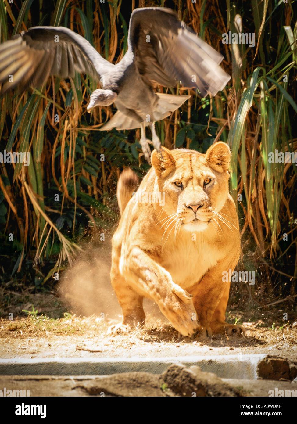 Ein Löwe jagt einen Geier-Vogel im Zoo in Sao Paulo, Brasilien. Stockfoto