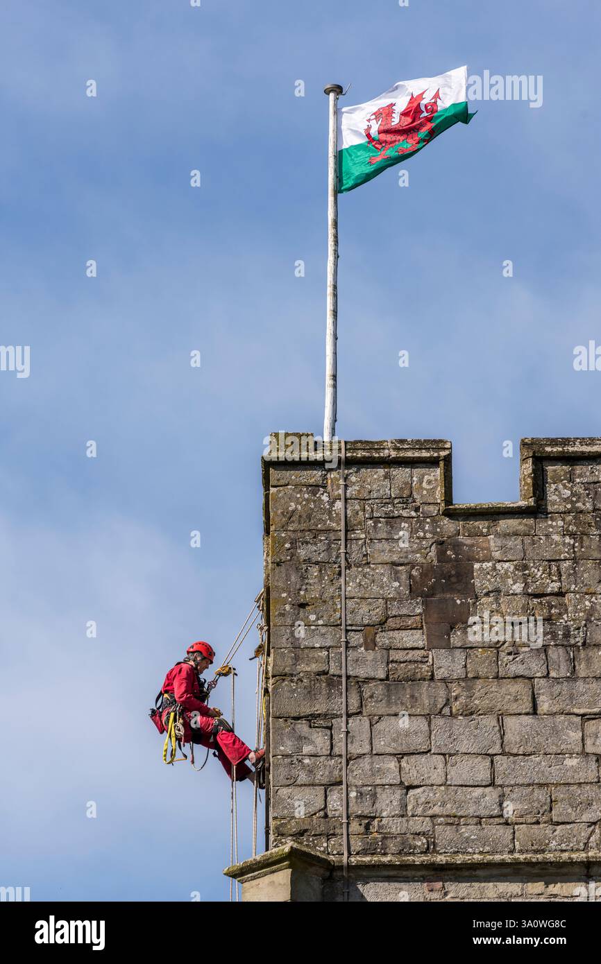 77 Jahre alter Turmjäger Chris Milford hoch auf dem mittelalterlichen Turm der St. Andrew's Church, Presteigne, Powys, Wales, Großbritannien, entfernen der alten 19c-Stirnseite für Überholung und Rückbau. Chris arbeitet für WallWalkers Ltd, Bristol, Großbritannien Stockfoto