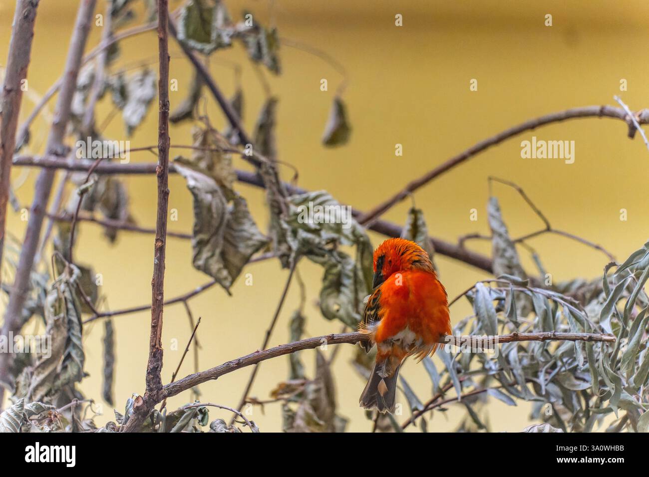 Nördlicher Kardinalvogel auf einem Zweig im Zoo Maksimir in Zagreb, Kroatien. Der Zoo in Zagreb ist einer der größten Zoos auf dem Balkan. Stockfoto