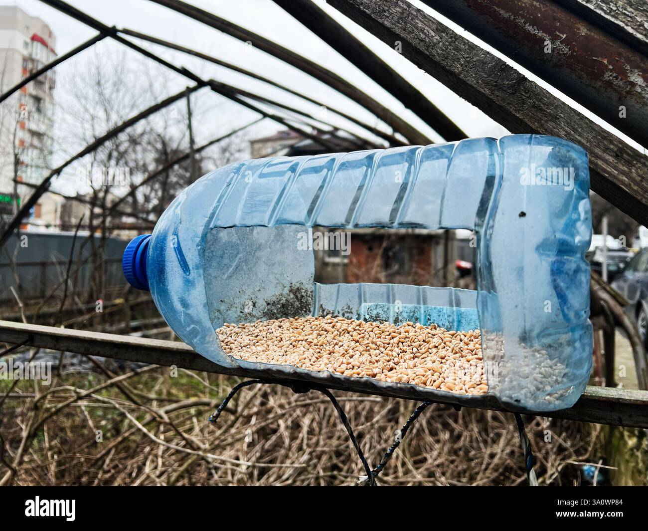Eine selbstgebaute Vogelfuttermaschine, die aus einer Flasche hergestellt wird und Körner enthält, die Vögel finden können. Stockfoto