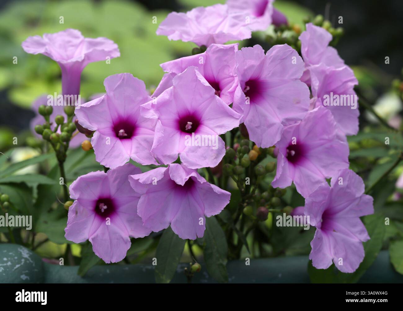 Morning Glory, Ipomoea mauritiana, Convolvulaceae. Sie wächst wie eine Rebe mit attraktiven rosa, magentafarbenen Blüten. Die Ursprünge sind ungewiss. Stockfoto