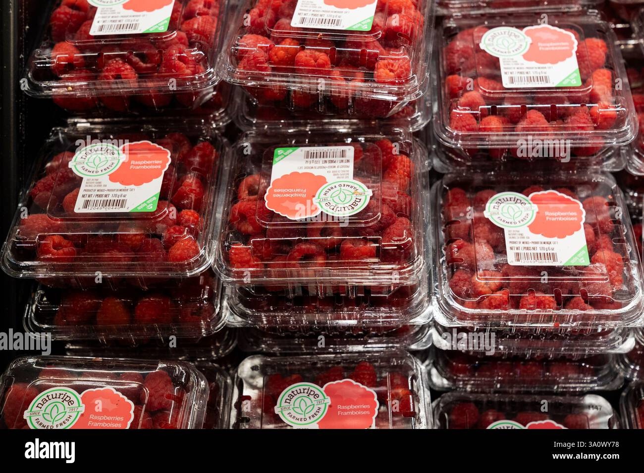 Scarsdale, NY, 4. März 2025: Ansicht der Beerenboxen, die am 4. März 2025 im ShopRite Supermarkt in Scarsdale, NY verkauft wurden, als Präsident Trump Zölle auf Mexiko, Kanada und China erhob. Zölle drohen einen Handelskrieg auszulösen. Viele Früchte, Gemüse und Beeren werden vor allem in Mexiko angebaut Credit: Lev Radin/Alamy Live News Stockfoto
