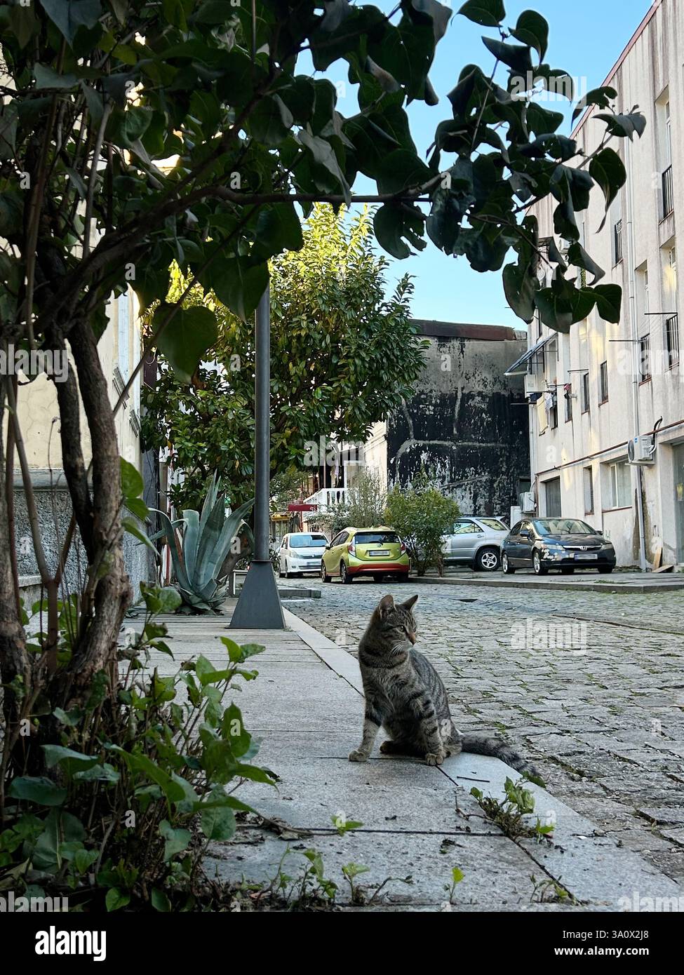 Eine Tabbykatze mit einem gestreiften braunen und schwarzen Fell sitzt am Rand eines Bürgersteigs und blickt zur Seite. Die Szene ist in einer urbanen Umgebung mit Kopfsteinpflaster Stockfoto