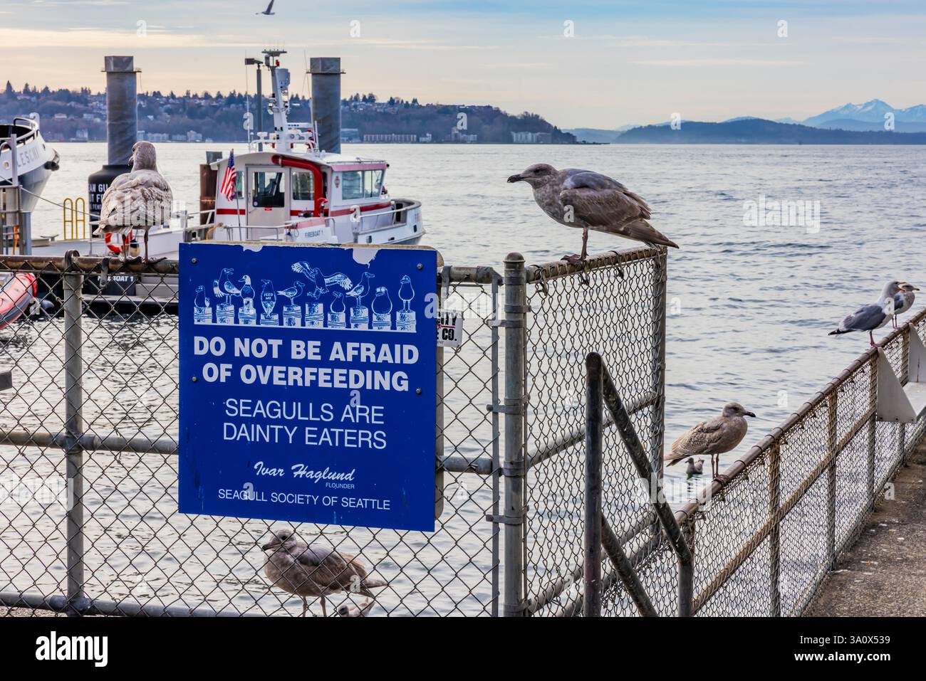Fütterungsmöwen-Schild auf dem ikonischen Ivar's Acres of Venusmuscheln entlang der Uferpromenade in Seattle, Washington State, USA [keine Veröffentlichungen; nur redaktionelle Lizenzierung] Stockfoto