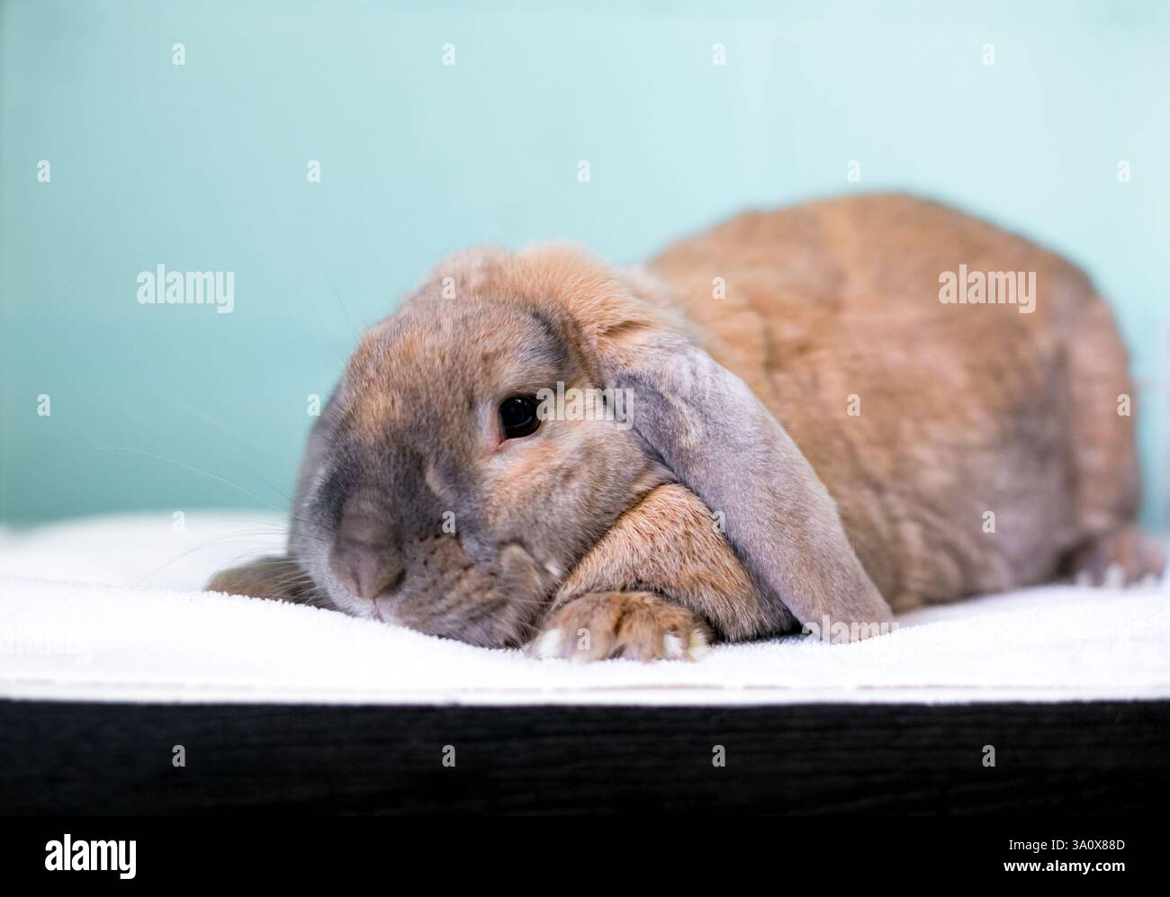 Ein braunes, rohrarbenes Hase liegend mit dem Kopf nach unten Stockfoto