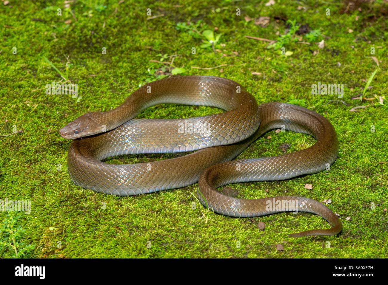 Eine wunderschöne Olivenschlange (Lycodonomorphus inornatus) in freier Wildbahn Stockfoto