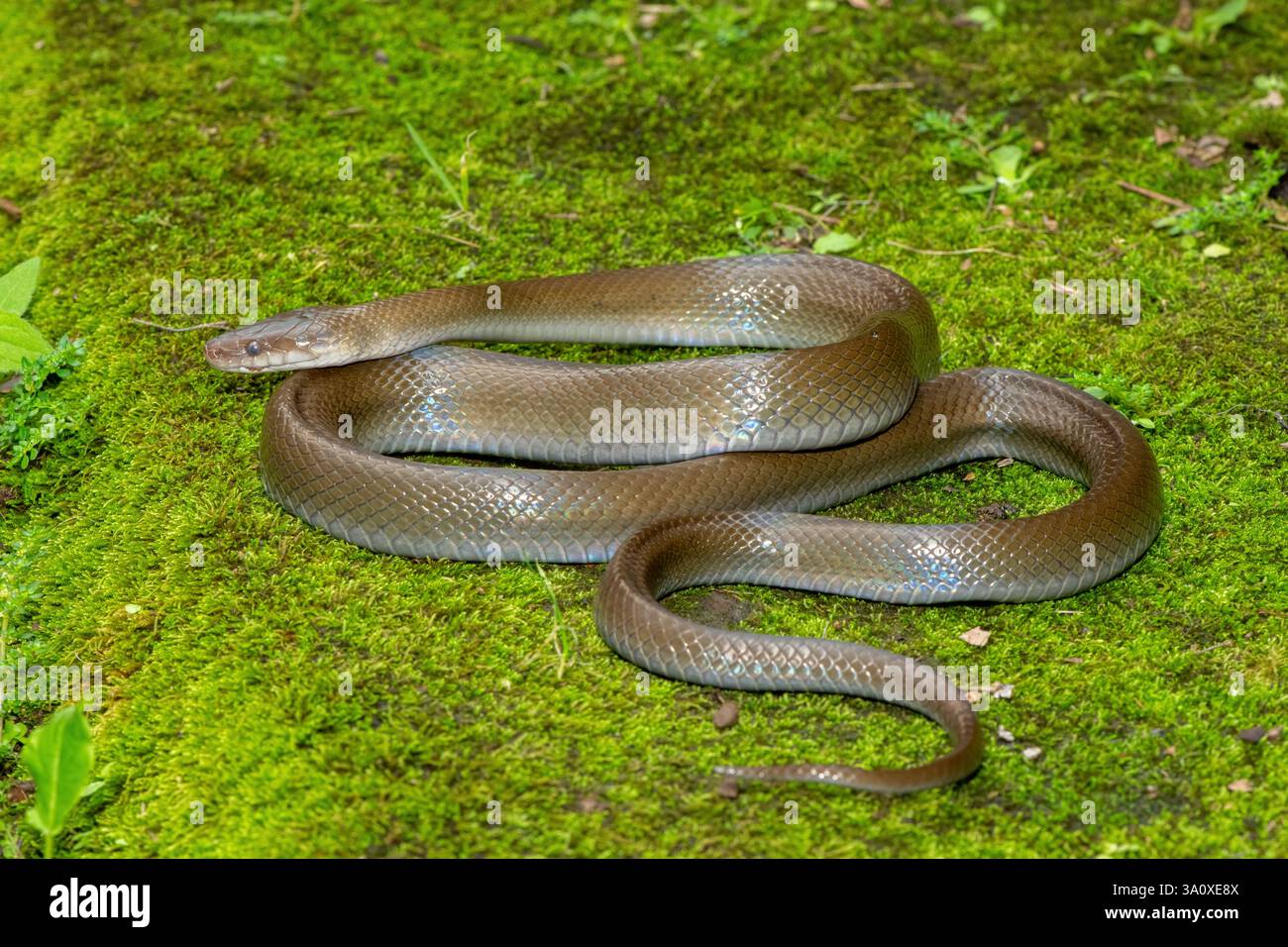 Eine wunderschöne Olivenschlange (Lycodonomorphus inornatus) in freier Wildbahn Stockfoto