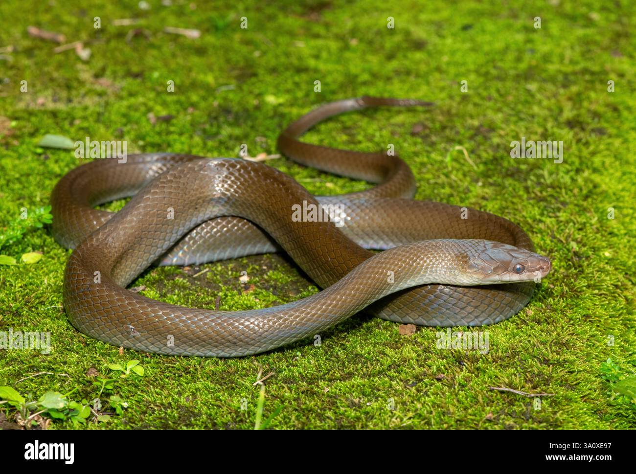 Eine wunderschöne Olivenschlange (Lycodonomorphus inornatus) in freier Wildbahn Stockfoto