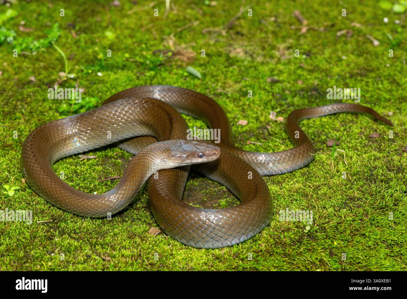 Eine wunderschöne Olivenschlange (Lycodonomorphus inornatus) in freier Wildbahn Stockfoto