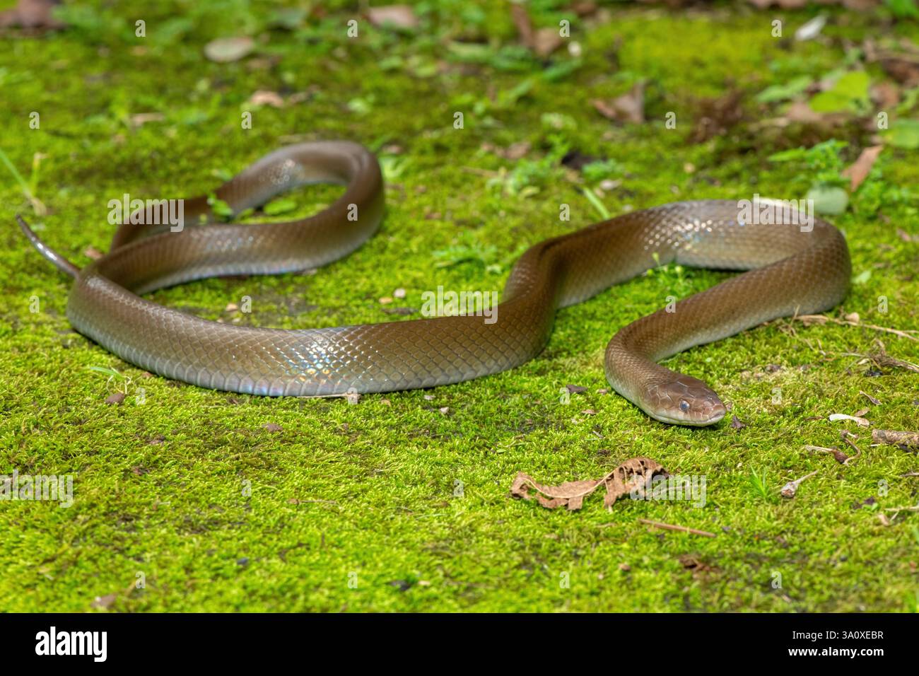 Eine wunderschöne Olivenschlange (Lycodonomorphus inornatus) in freier Wildbahn Stockfoto