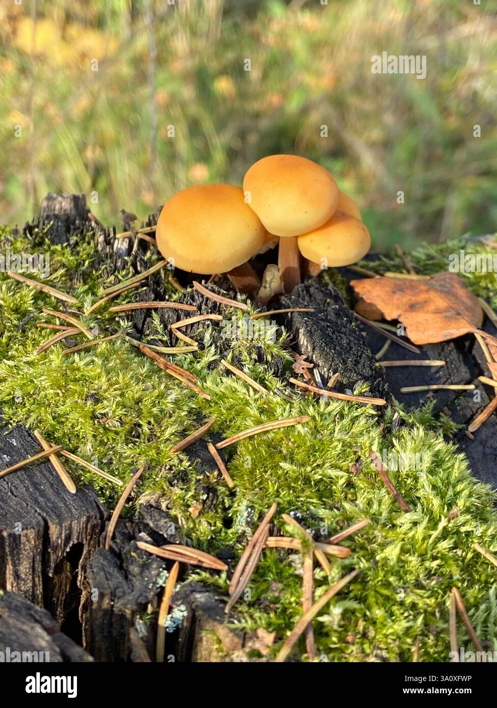 Drei Pilze im Wald - Smartphone-aufgenommenes Stockfoto
