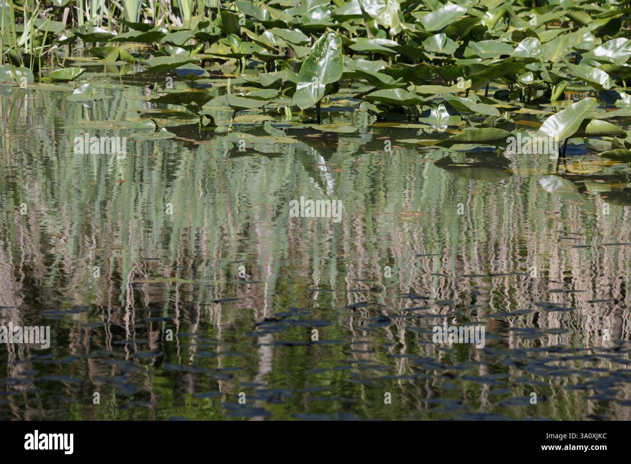 Teichpflanzen mit Schilfblättern, die im Wasser reflektiert werden Stockfoto
