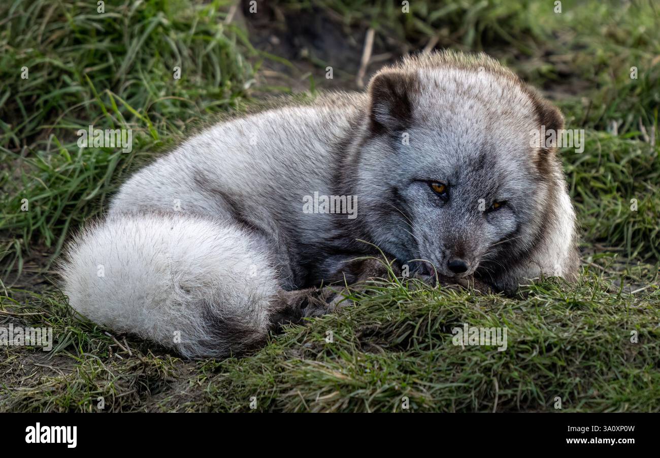 Polarfuchs Stockfoto