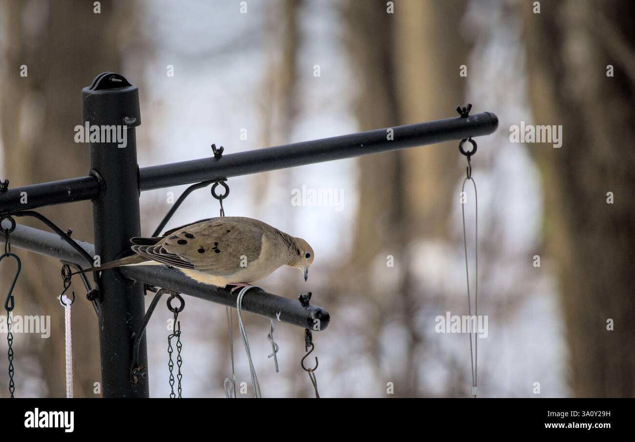 Trauertaube sitzt im Winter im Prospektpark während des Schnees (brooklyn, New york, urbane Natur, Tierfotografie) Stockfoto