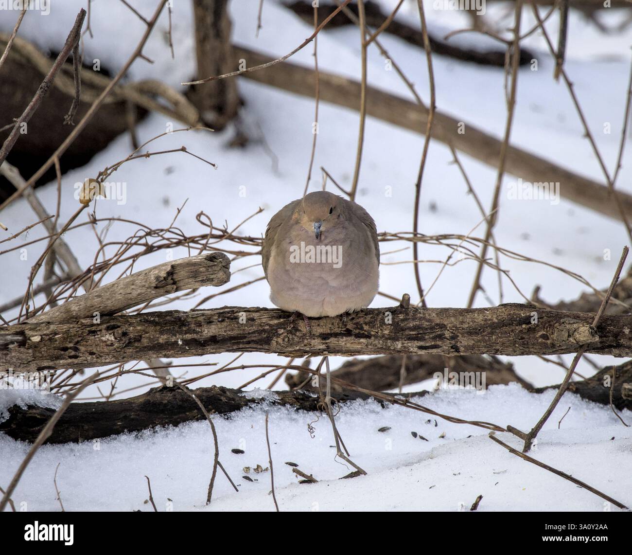 Trauertaube sitzt im Winter im Prospektpark während des Schnees (brooklyn, New york, urbane Natur, Tierfotografie) Stockfoto