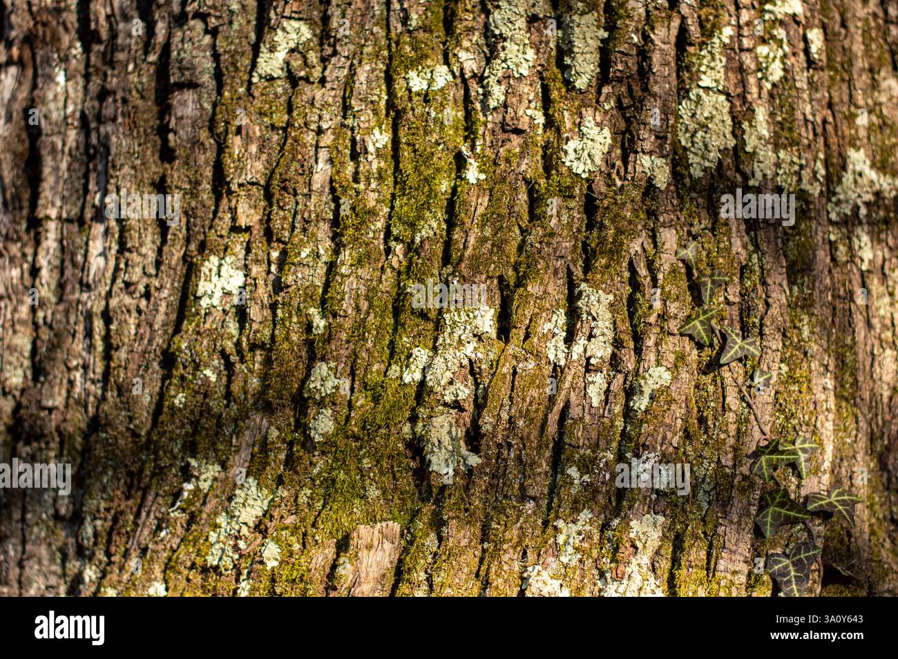Nahaufnahme einer strukturierten Baumrinde, die mit Moos und Flechten bedeckt ist und natürliche Muster und organisches Wachstum in einer Waldumgebung zeigt. Stockfoto