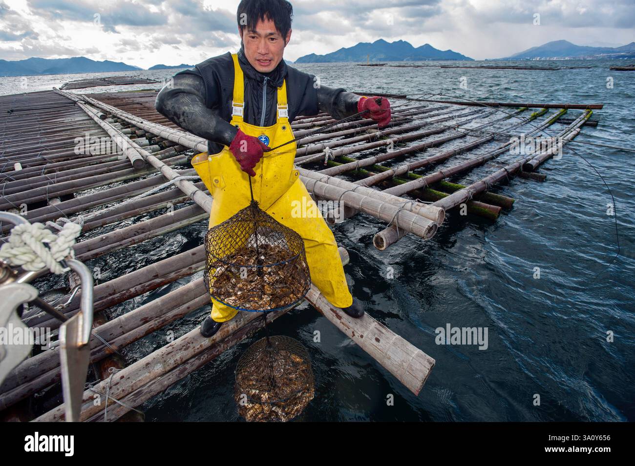 Kentaro Kimura, stellvertretender CEO des Fischereiunternehmens Kimora Kaisan, hebt Austernetze aus einer Austernfarm mit Bambusrahmen vor der Küste von Hiroshima, Japan Stockfoto