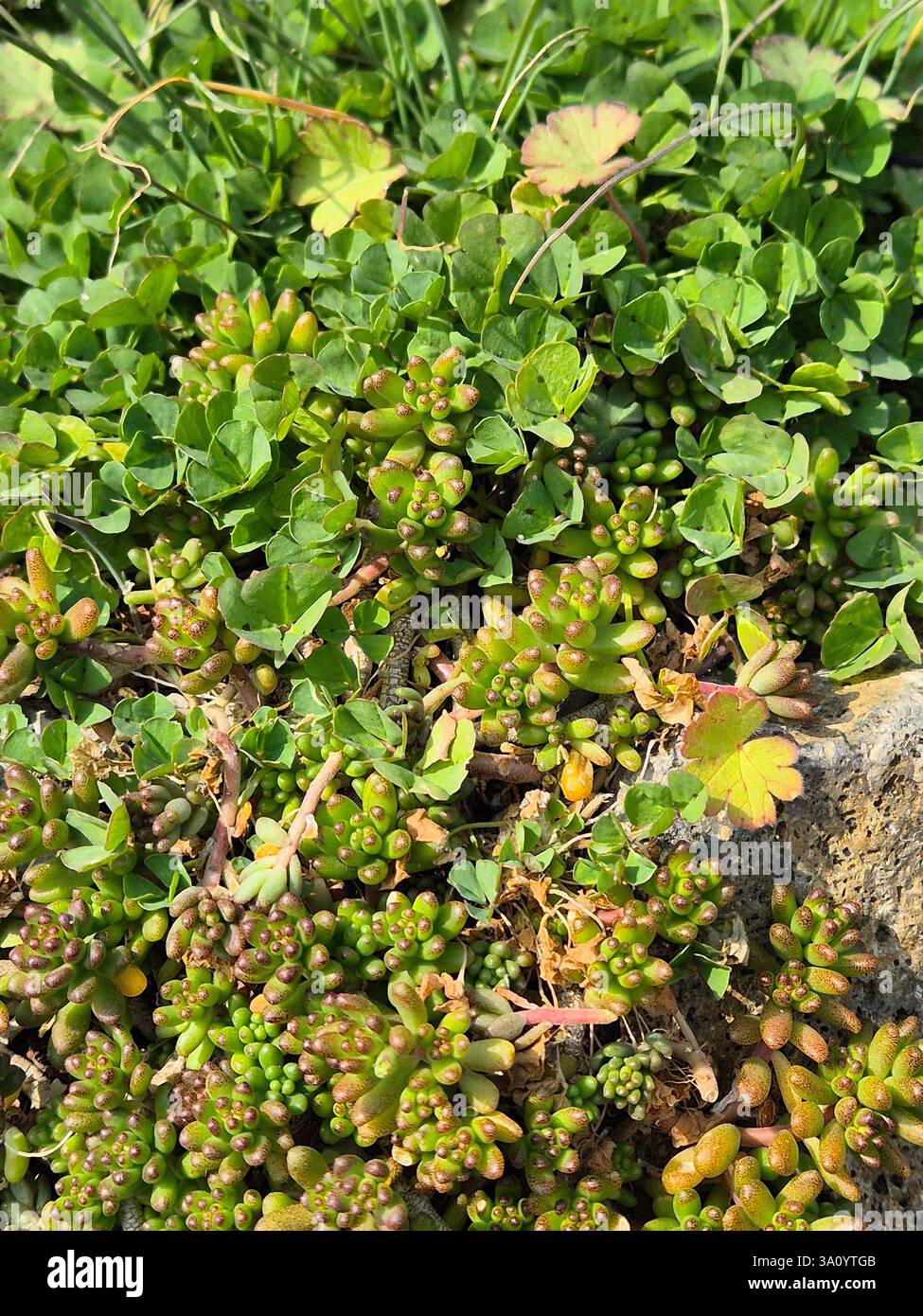 Grüne Texturen. sukkulenten - Smartphone-aufgenommenes Stockfoto