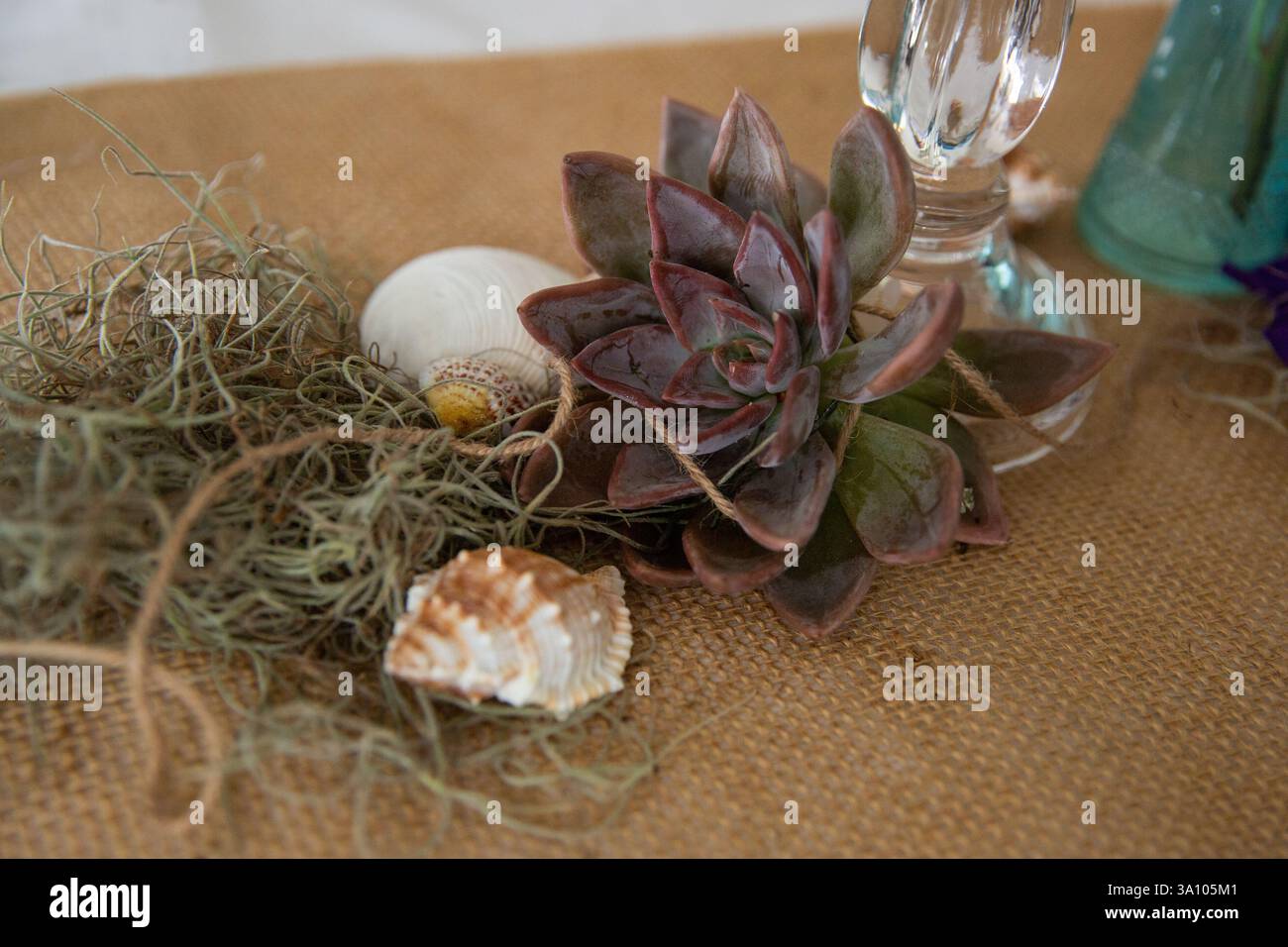 Dekorierter Hochzeitstisch mit saftigen Pflanzen und Muscheln. Stillleben Blumenarrangements Stockfoto