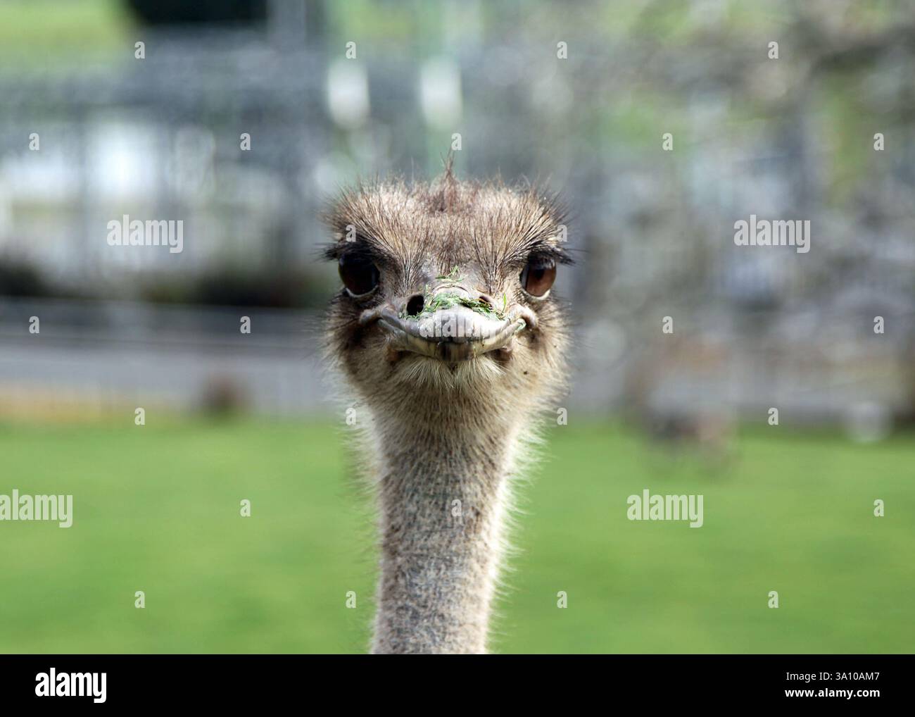 Ein neugieriger Strauß, der die Kamera hinunterstarrt Stockfoto