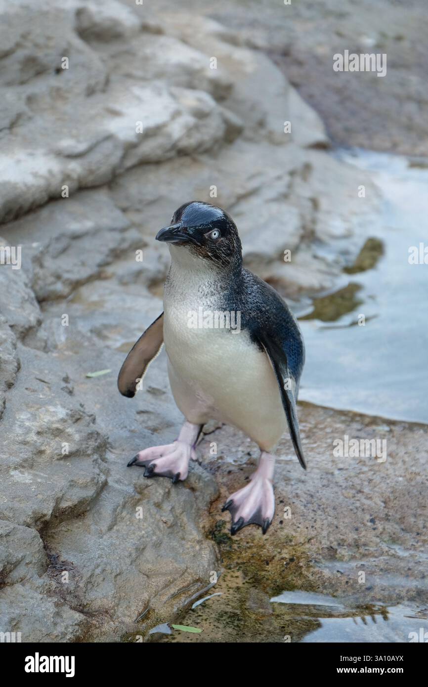 Der kleine Blaue Pinguin steht aufrecht am Wasserrand Stockfoto