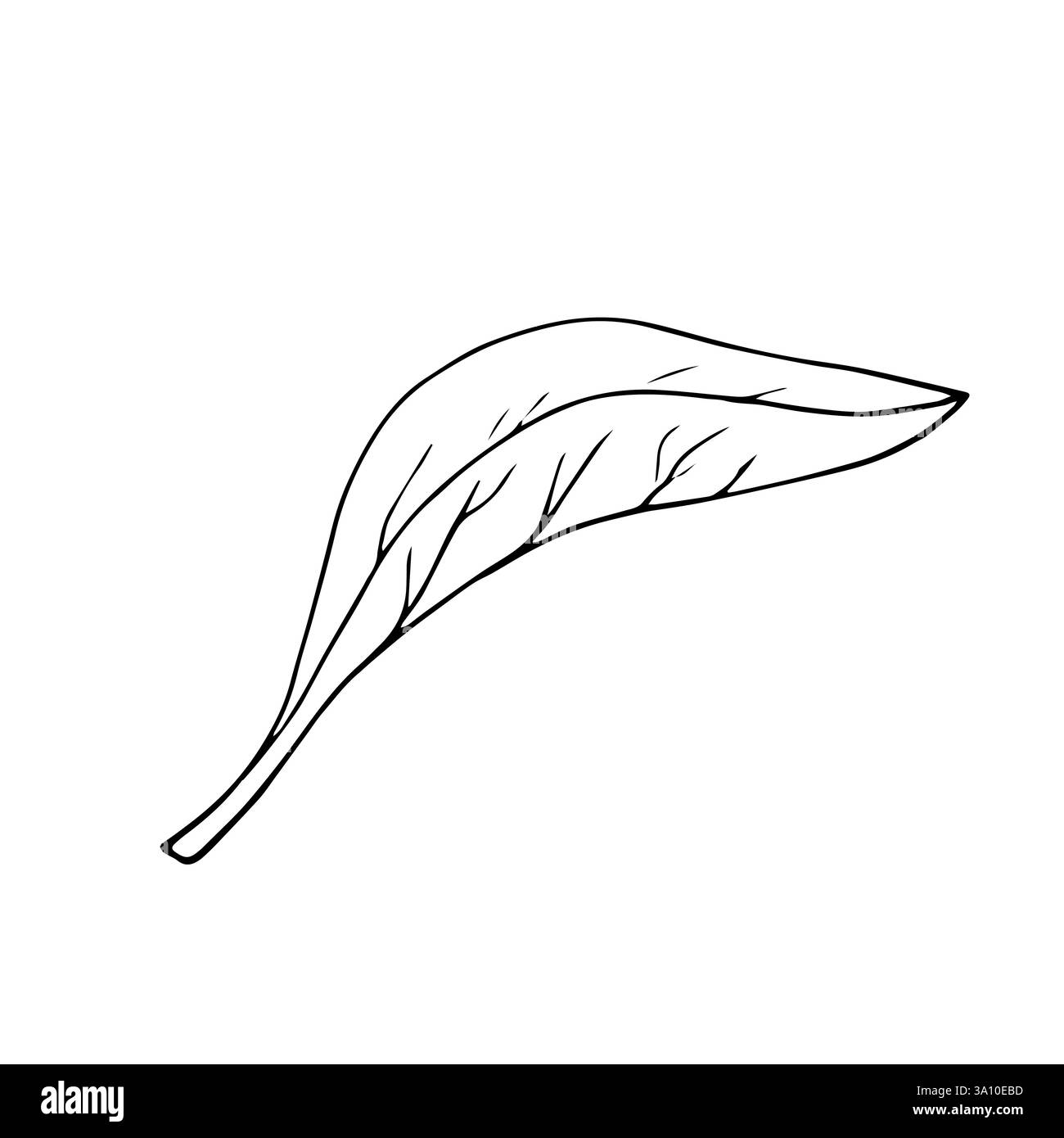 Grüner Teepflanze, Blatt. Handgezeichnete botanische Illustration. Heißgetränk. Schwarzes Blatt auf weißem Hintergrund. Stock Vektor