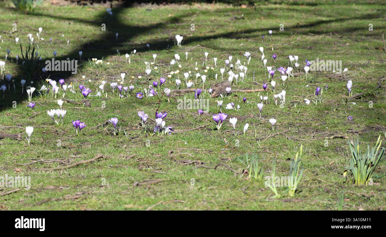 Der Frühling ist da, Frühlingsblumen, das Gelände der St. Pancras Old Church, Camden, London, Großbritannien - weiße und lila Krokusse als erste Zeichen des Frühlings Stockfoto