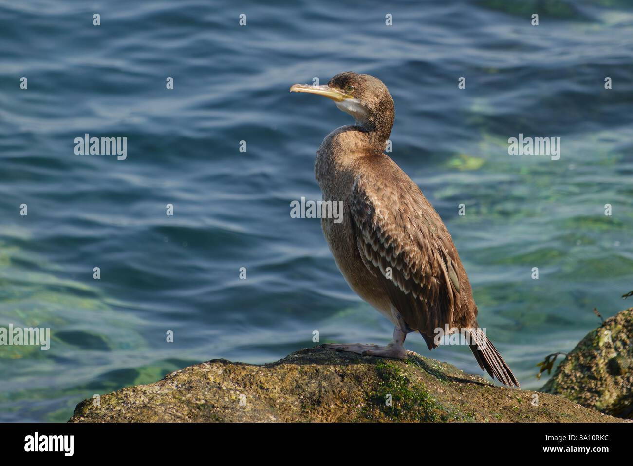Kormoran Phalacrocorax carbo auf dem Felsen nach links Stockfoto