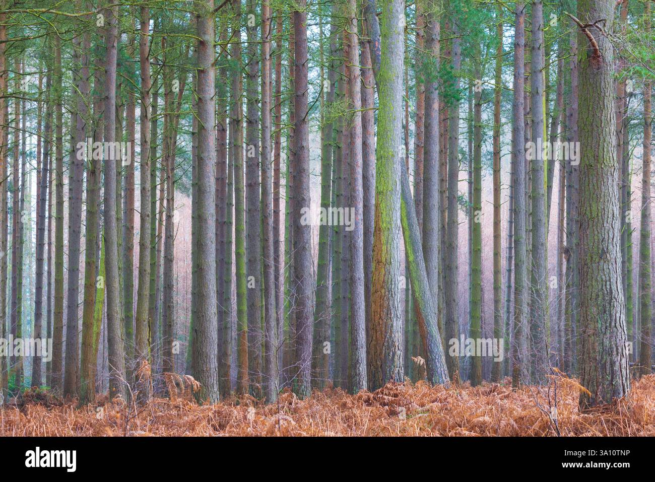 Dicht gepackte Kiefern in einer Waldplantage, Hamsterley Forest, County Durham, England, Vereinigtes Königreich. Stockfoto