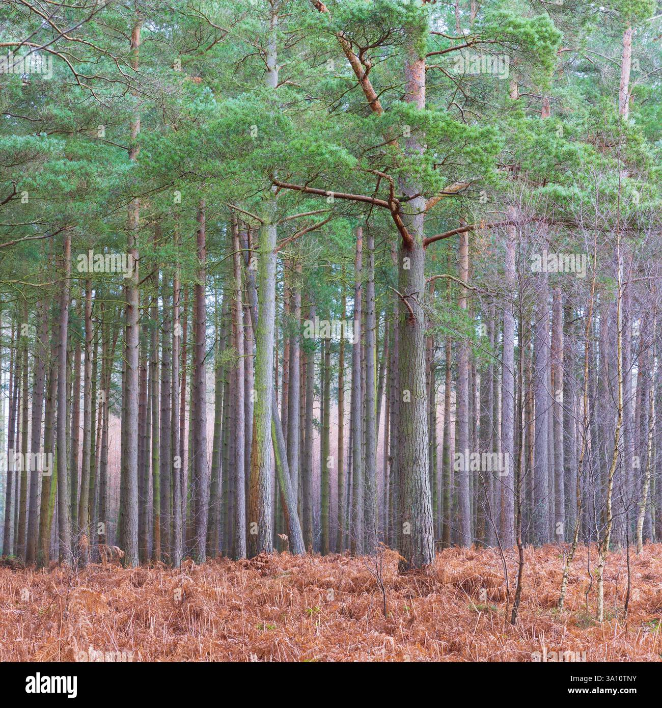 Dicht gepackte Kiefern in einer Waldplantage, Hamsterley Forest, County Durham, England, Vereinigtes Königreich. Stockfoto