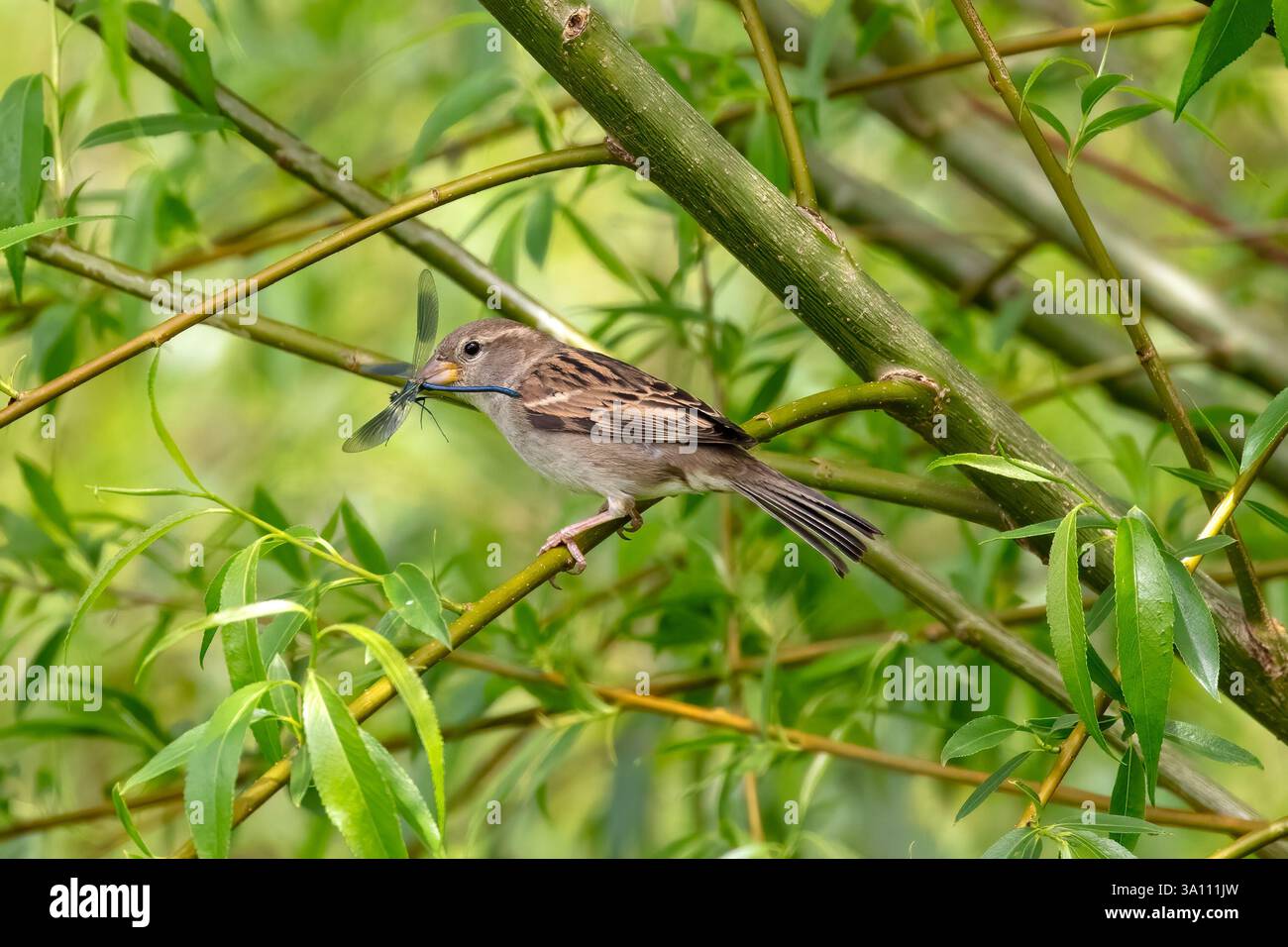 Eine weibliche Reed Bunting hält eine gefangengenommene Libelle im Schnabel. Emberiza schoeniclus Stockfoto