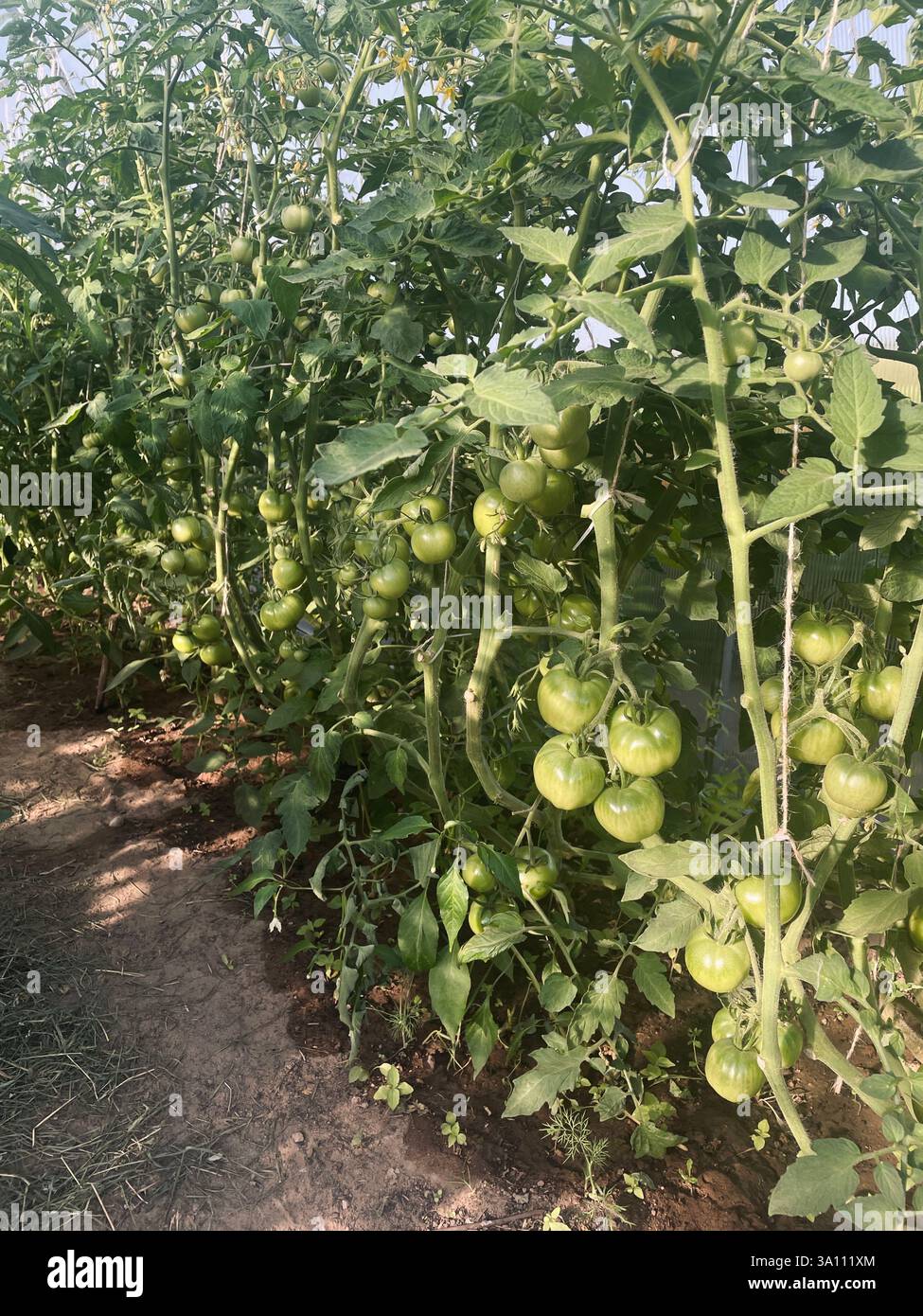 Grüne Tomaten wachsen in einem Gewächshaus und zeigen eine vielversprechende Ernte in einer üppigen Umgebung mit frischen Blättern. - Smartphone-aufgenommenes Stockfoto