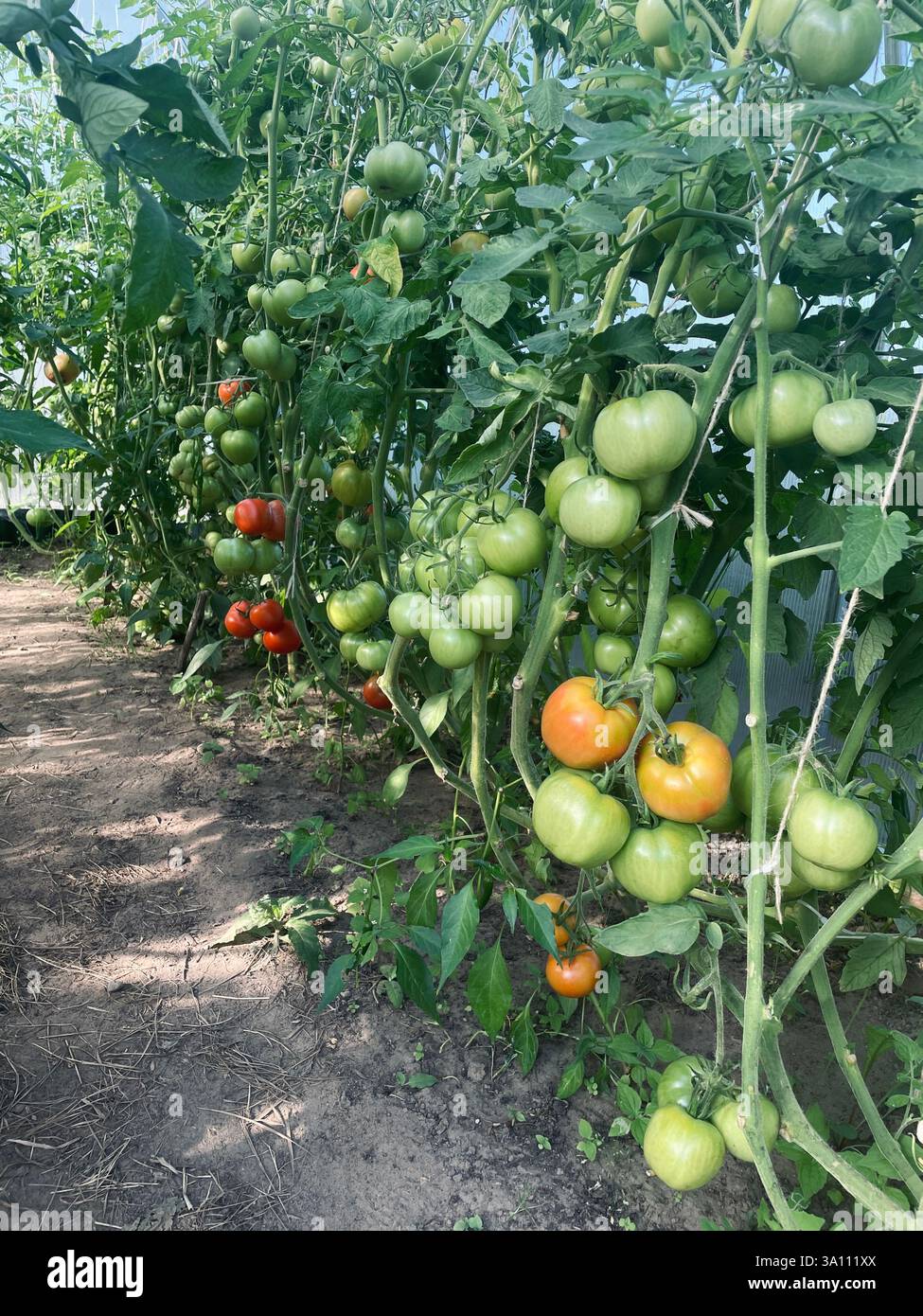 Reihen von Tomatenpflanzen blühen und zeigen verschiedene Wachstumsstufen von grünen bis Reifen roten Tomaten in einem Gewächshaus, das bereit für die Ernte ist. - Smartphone-aufgenommenes Stockfoto