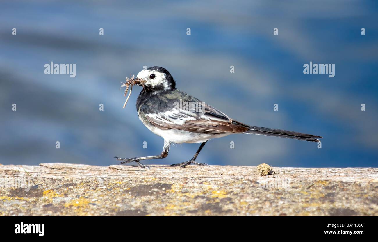 Insektenfressender Rattenschwanz, Motacilla alba, mit einem Schnabel voller Insekten Stockfoto